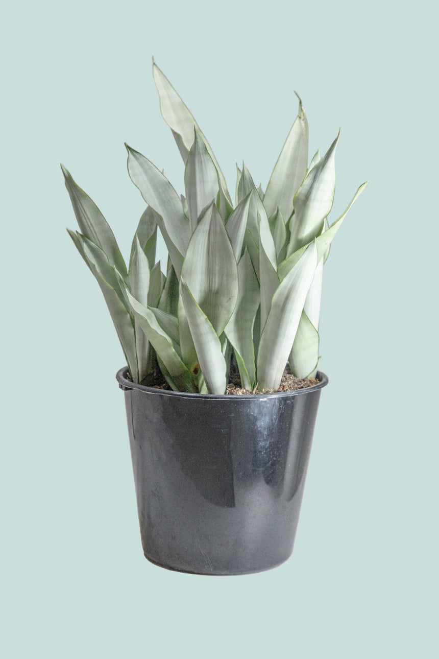 Moonshine Mother in Laws Tongue - Dracaena trifasciata (Sansevieria) - 10L / 25cm / Large