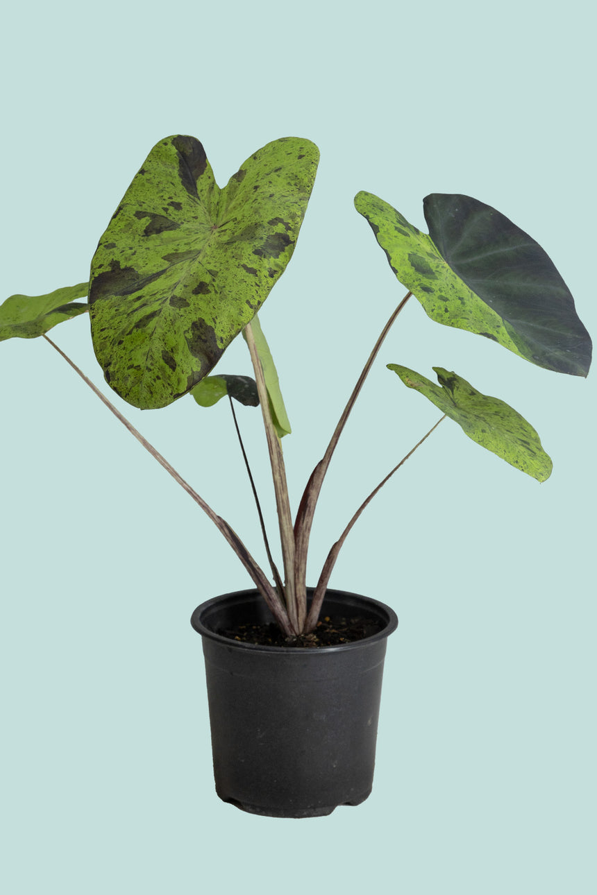 Colocasia esculenta 'Mojito' - 14cm / 1L / Small Plant