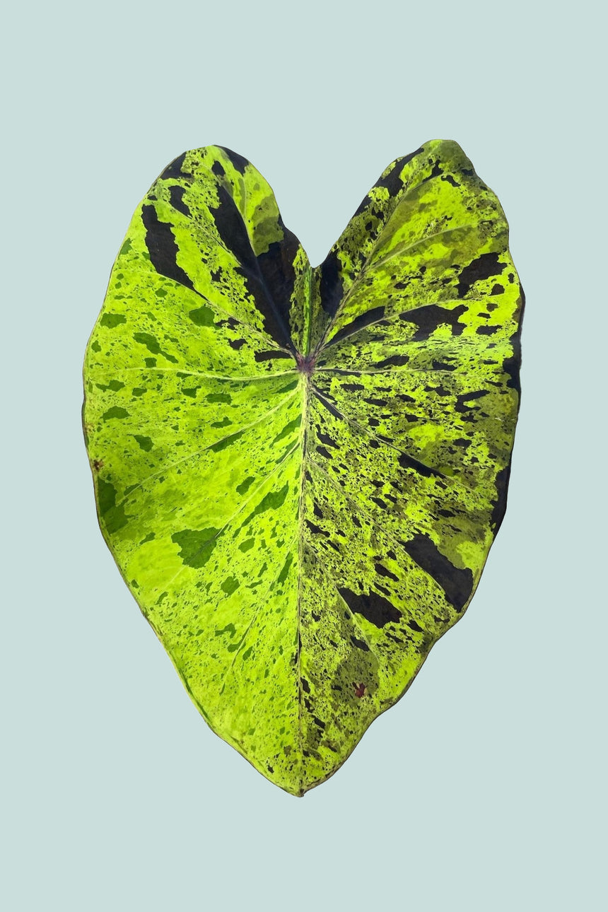 Colocasia esculenta 'Mojito' - 14cm / 1L / Small Plant