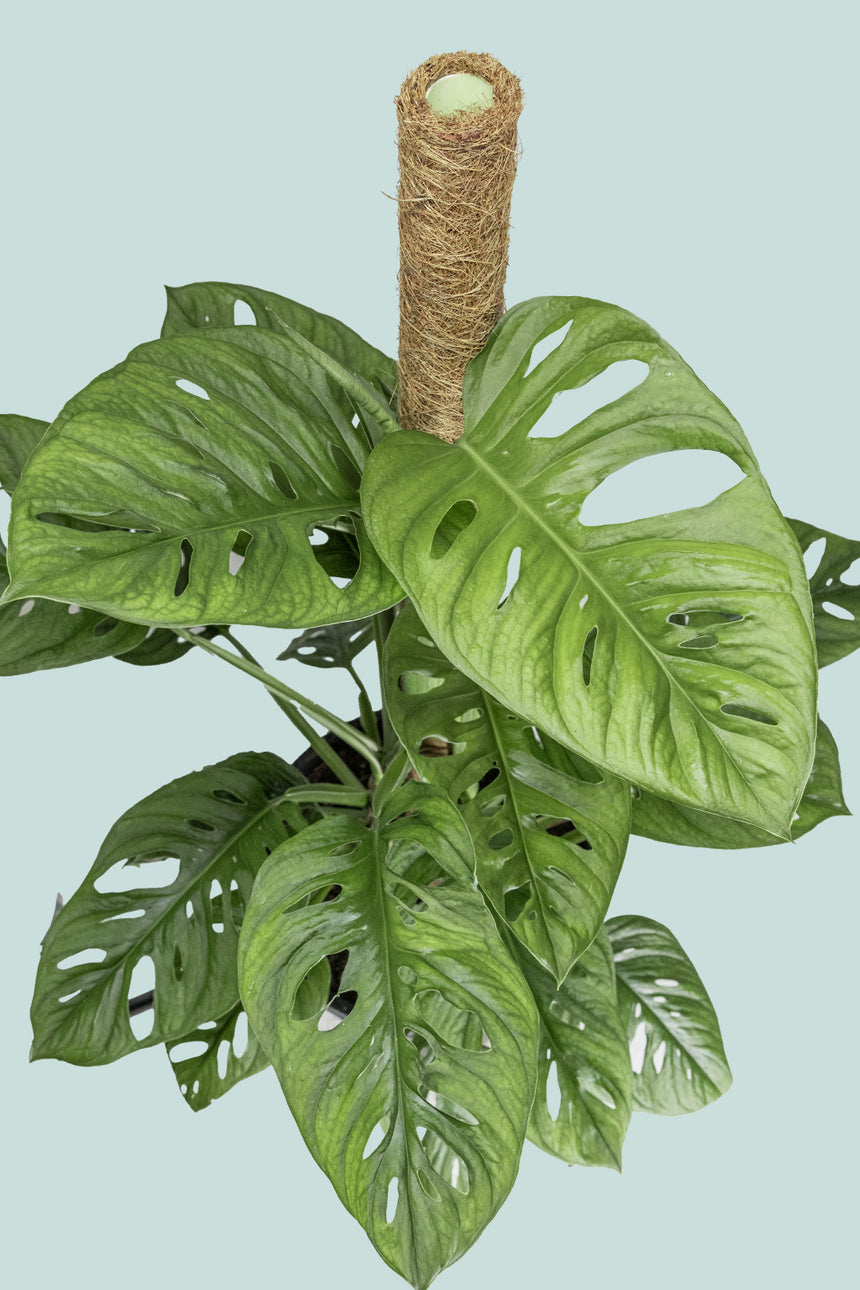 Monstera adansonii - Monkey Mask (Round Form) - 10L / 25cm / Large