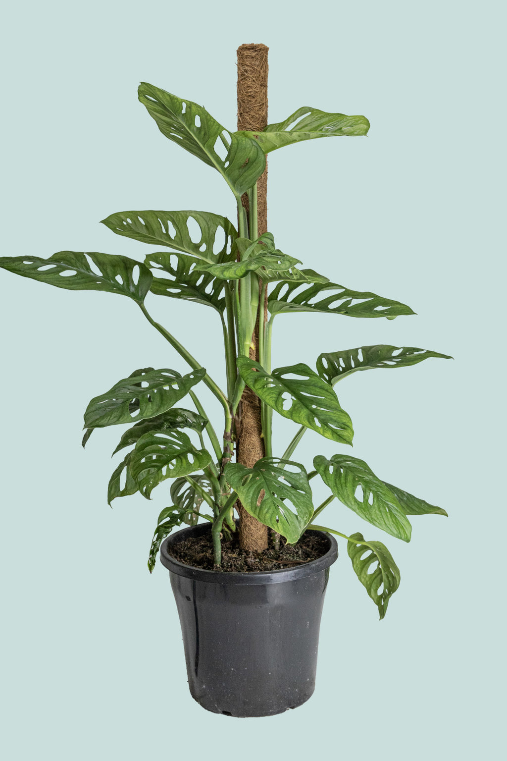 25 40cm monstera adansonii monkey mask 11cm pot house plant Monstera adansonii - Monkey Mask (Round Form)