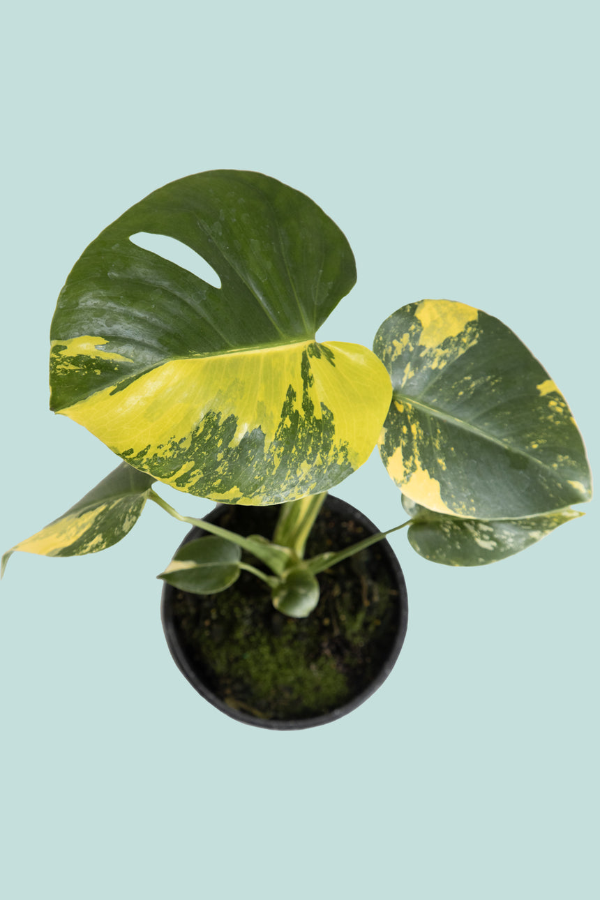 Variegated Monstera deliciosa 'Aurea' - 1.3L / 14cm / Small