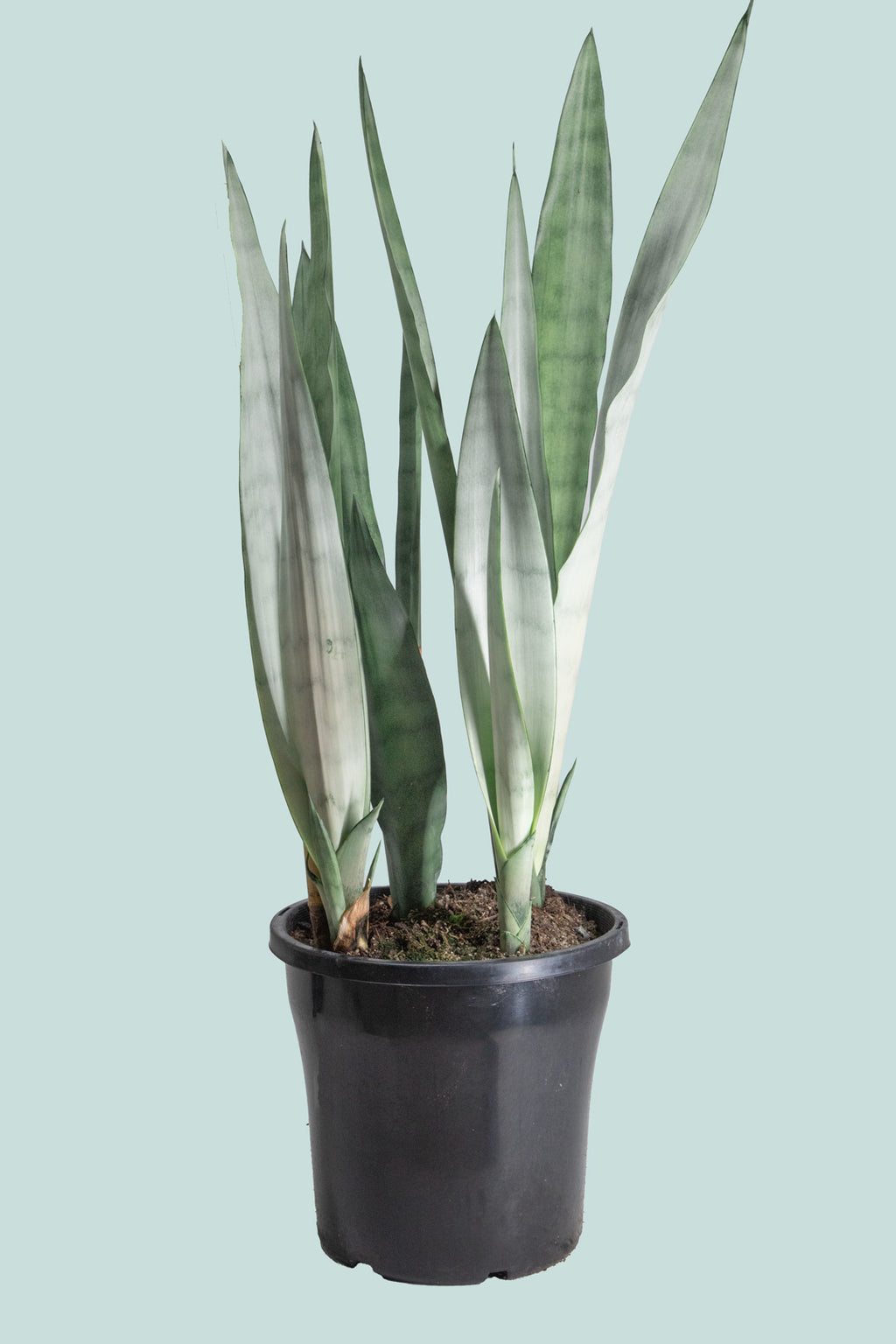 dracaena moonshine Snake Plant - Dracaena trifasciata (Sansevieria)