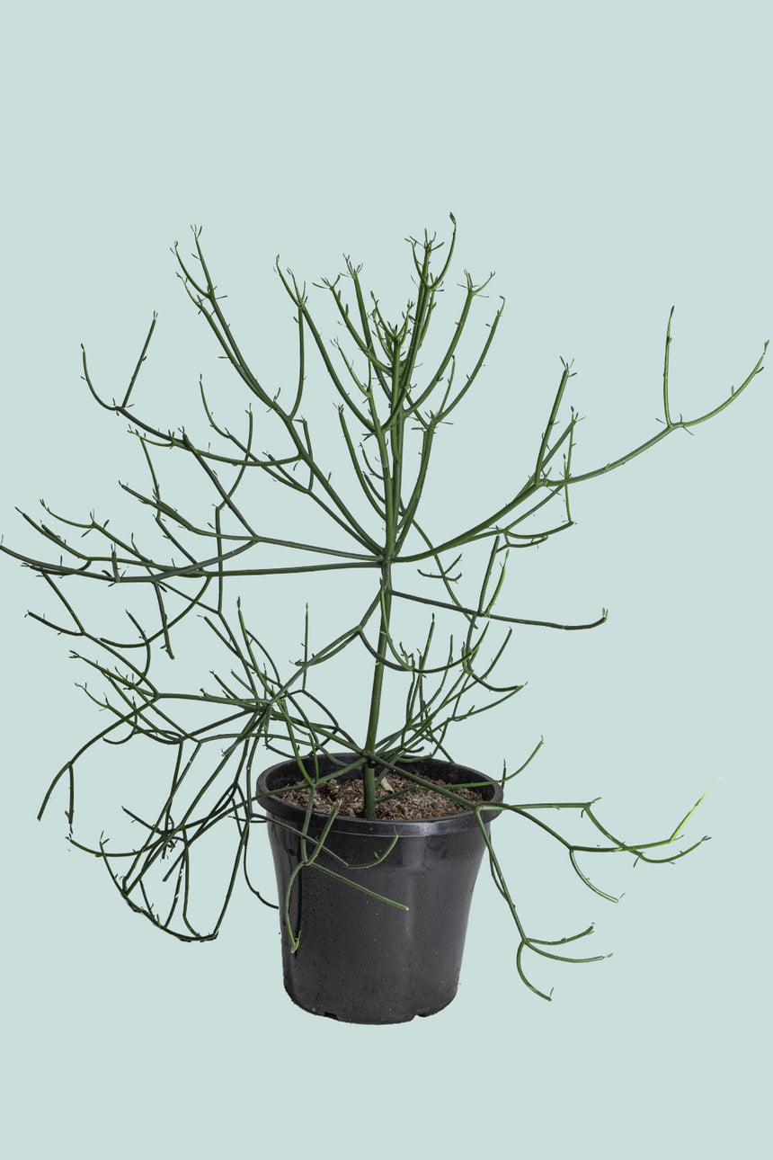 Pencil Cactus - Euphorbia tirucalli - 10L / 25cm / Large