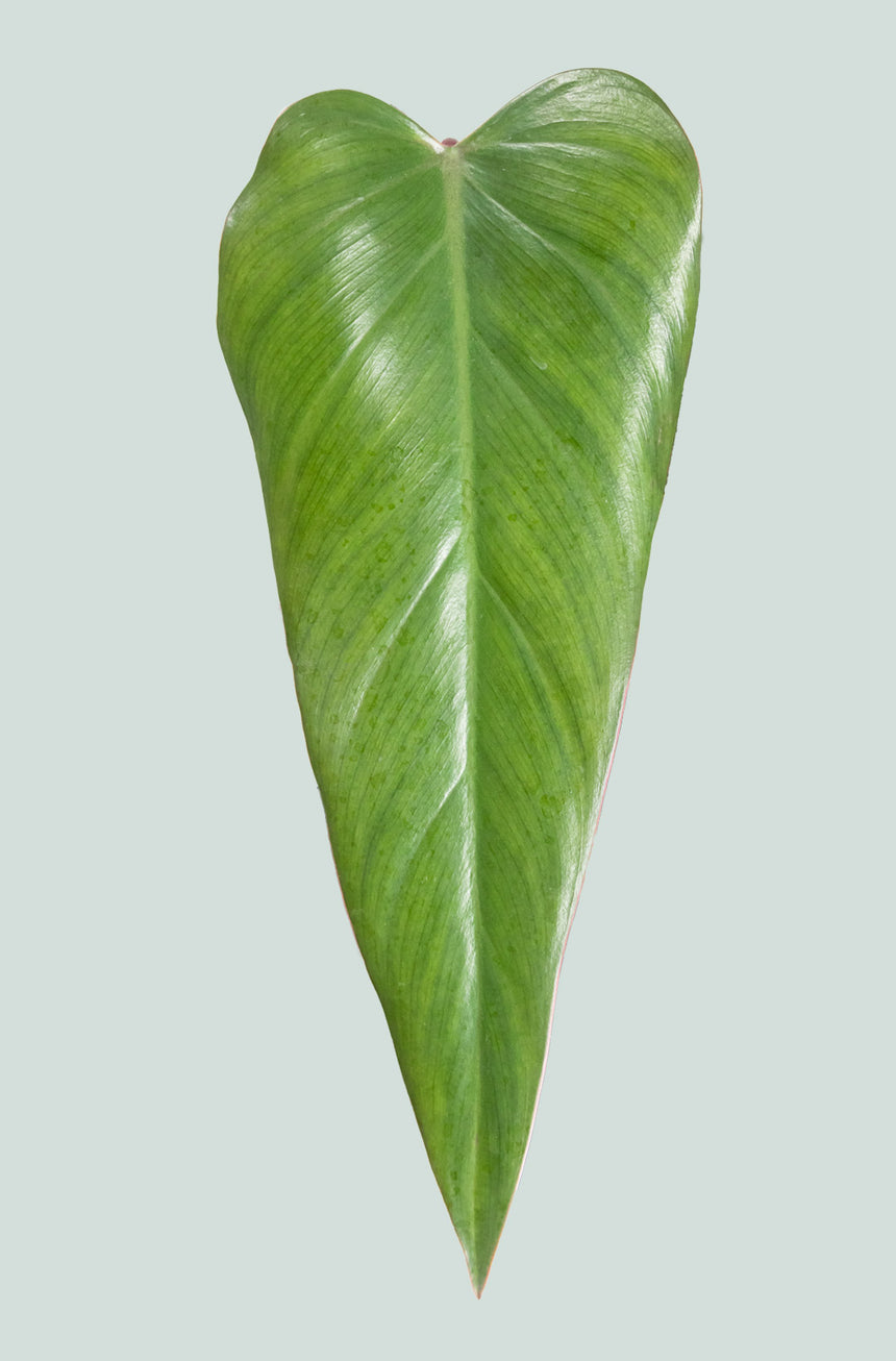 Anderson's Red - Philodendron erubescens - 1.3L / 14cm / Small