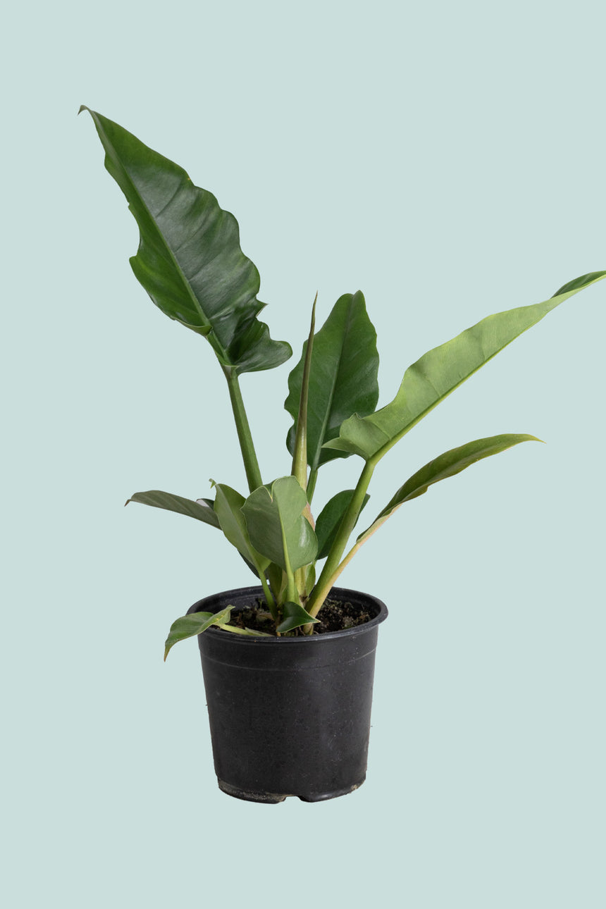 Jungle Boogie - Philodendron selloum  - 1L / 14cm / Small