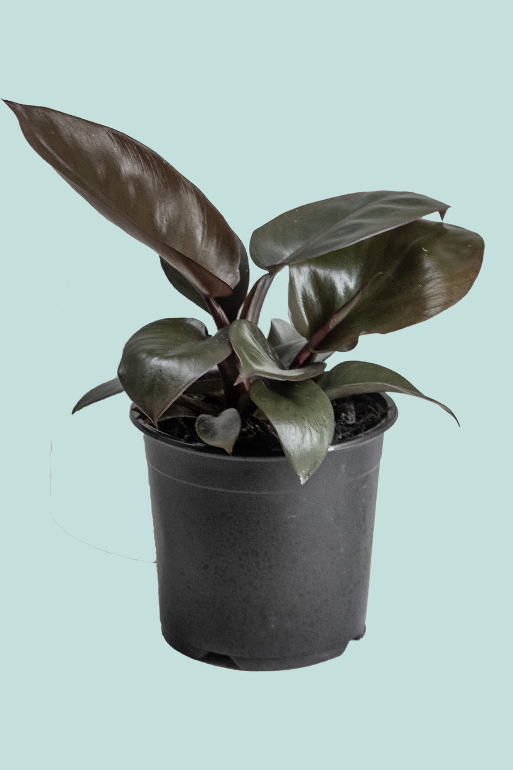 philodendron black knight vs black cardinal Philodendron Imperial Green - Indoor Plant