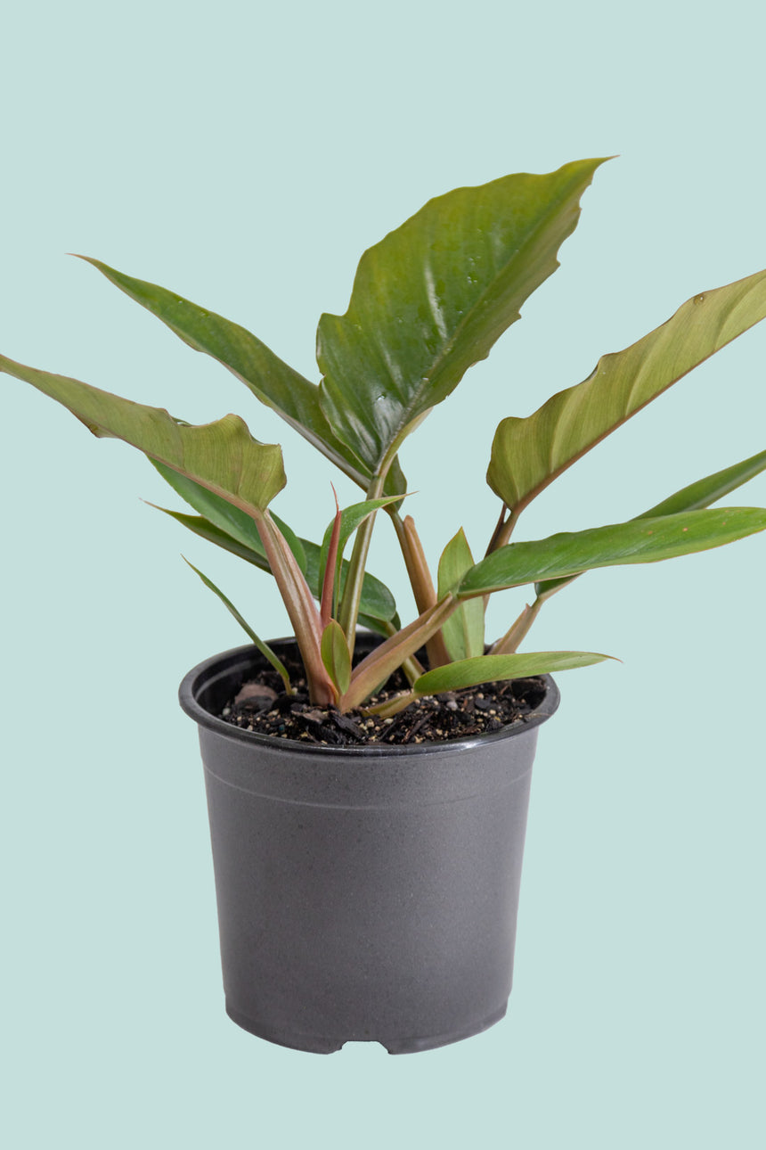 Philodendron 'Caramel'  - 1.3L / 14cm / Small