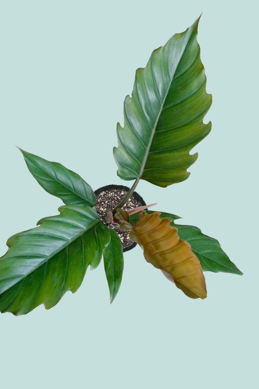 Philodendron 'Caramel'  - 1.3L / 14cm / Small