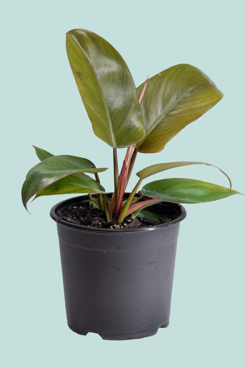 Florida Bronze  - Philodendron hybrid squamiferum X pedatum - 1L / 14cm / Small