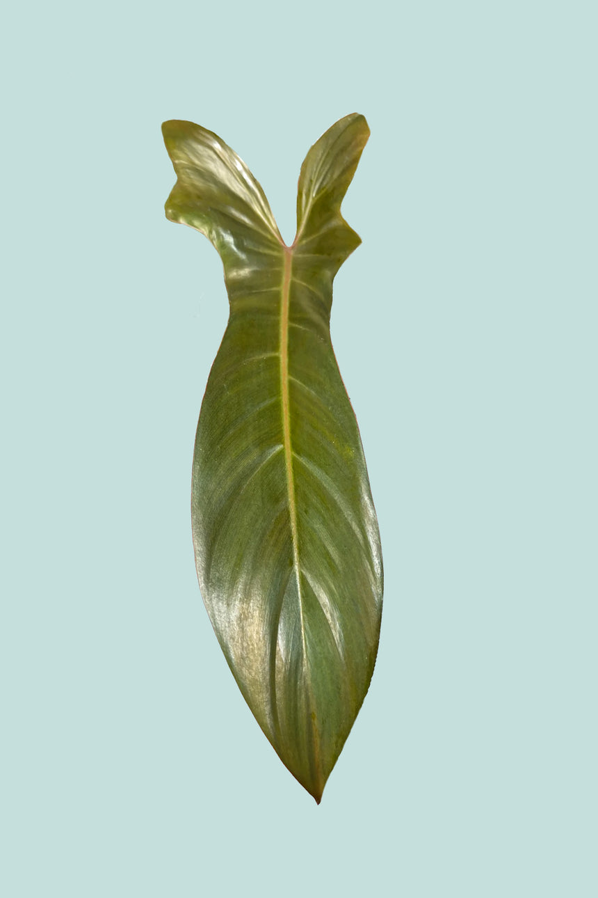 Florida Bronze  - Philodendron hybrid squamiferum X pedatum - 1L / 14cm / Small