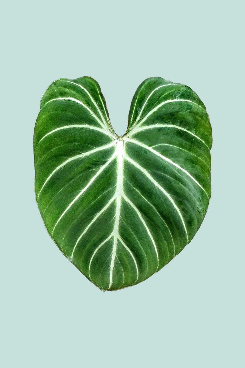 philodendron green leaves white veins Philodendron gloriosum 'White Vein'
