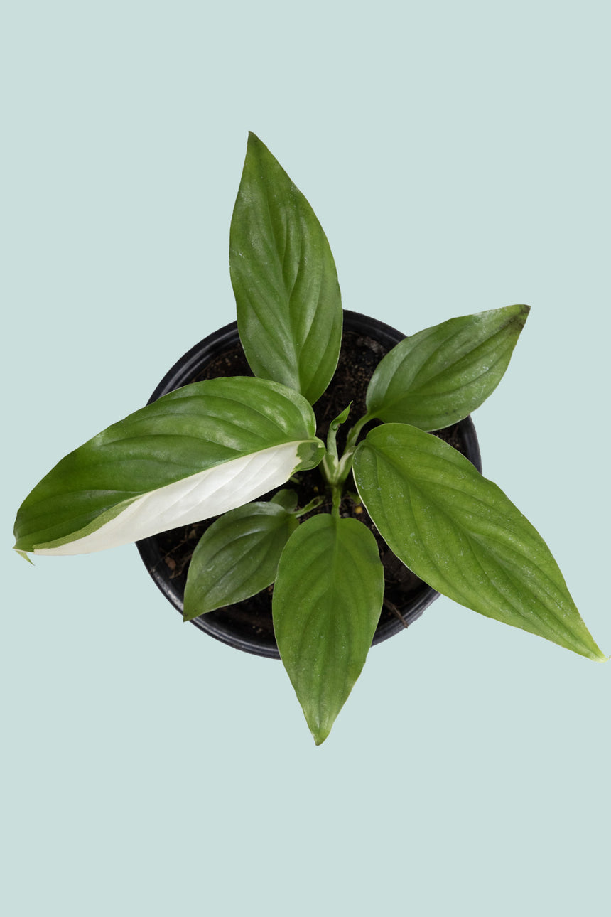 Peace Lily 'Picasso' - Spathiphyllum walisii - 1.3L / 14cm / Small