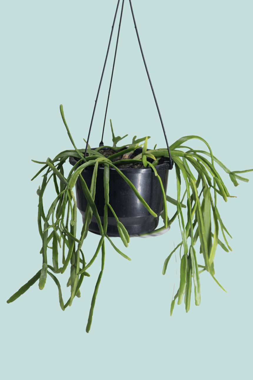 Mistletoe Cactus - Rhipsalis baccifera - 2L / 17cm / Medium
