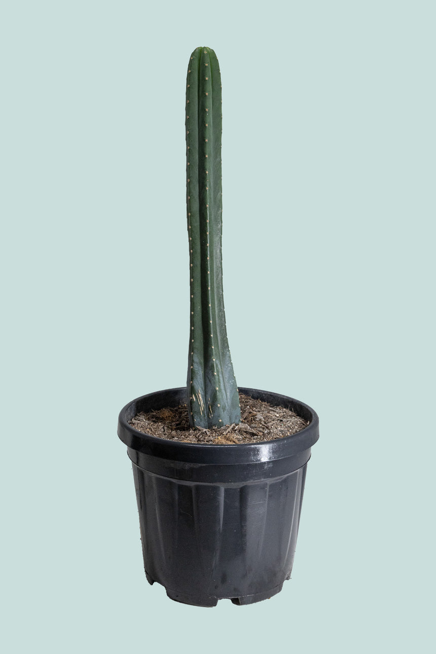 San Pedro Cactus - Trichocereus pachanoi - 10L / 25cm / Large
