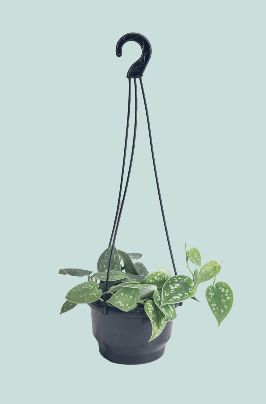 Satin Pothos - Scindapsus pictus - 1L / 14cm / Small