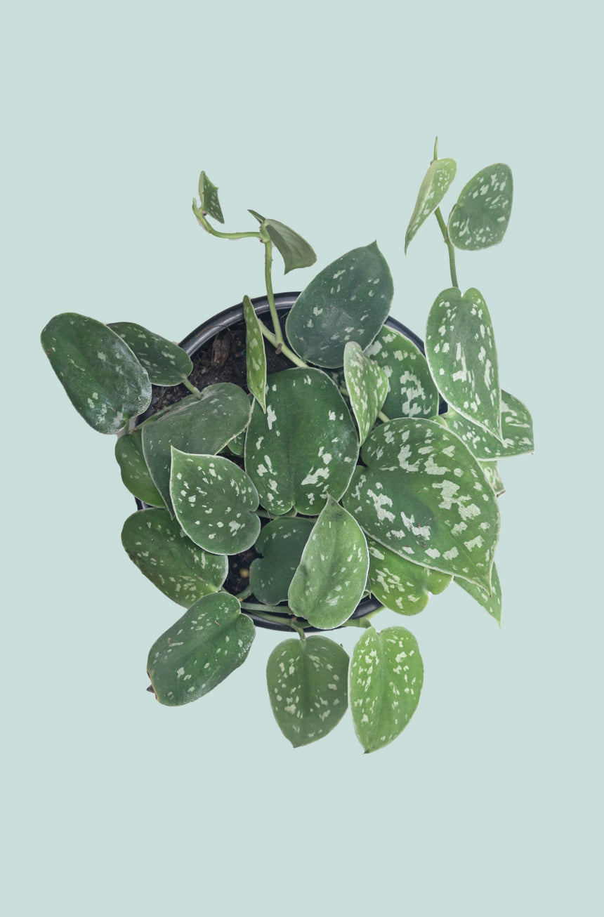 Satin Pothos - Scindapsus pictus - 1L / 14cm / Small