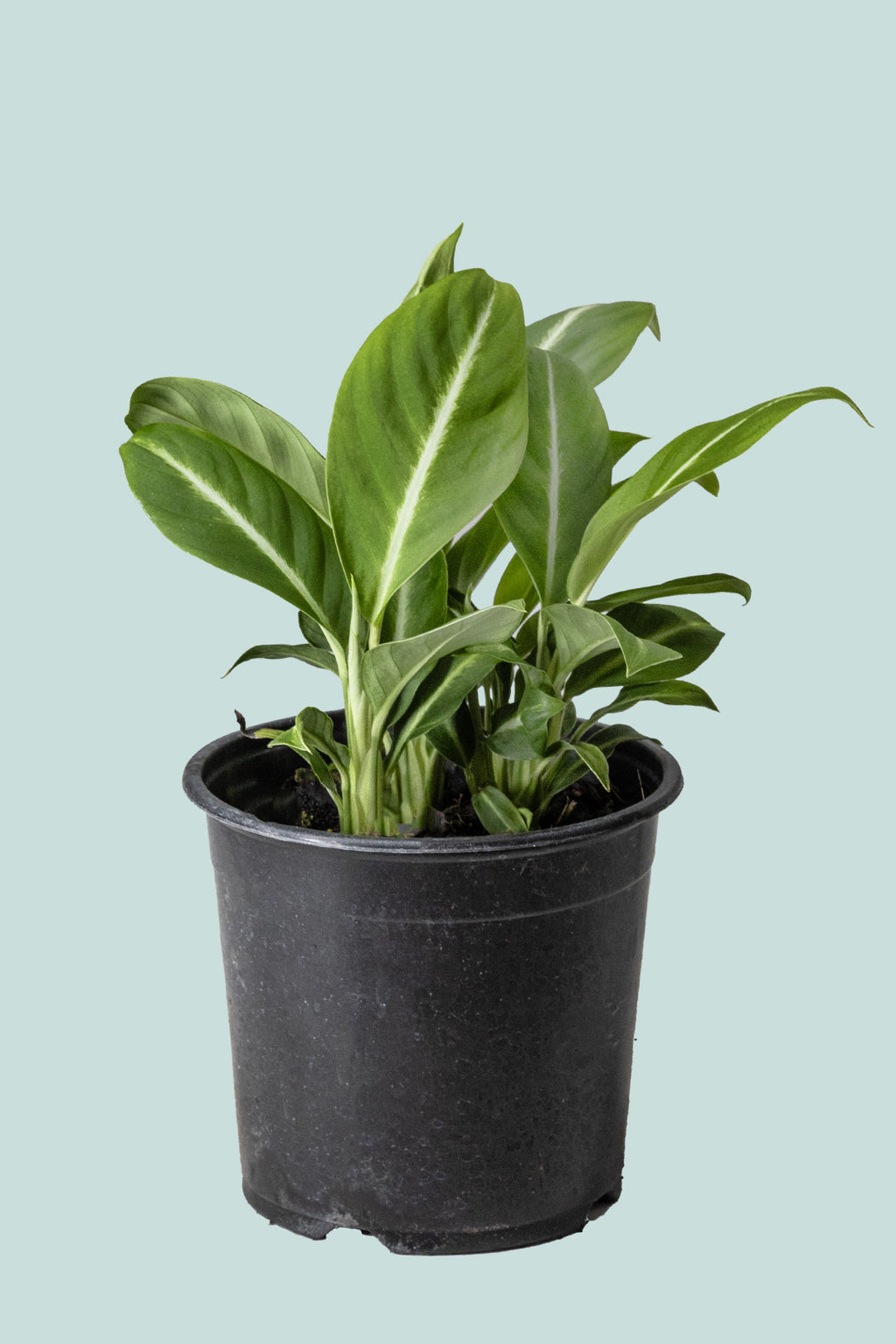peace lily white stripe Peace Lily 'Silver Streak' - Spathiphyllum floribundum