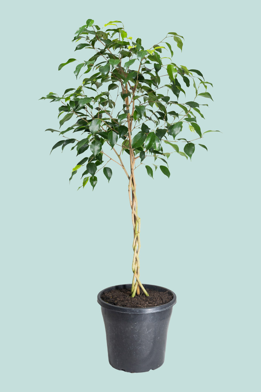 Standard Braided Evergreen Weeping Fig - Ficus benjamina - 10L / 25cm / Large