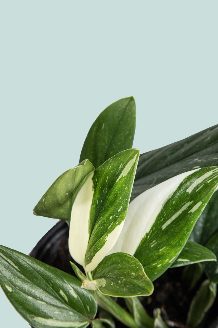 Variegated Monstera standleyana - 1L / 14cm / Small