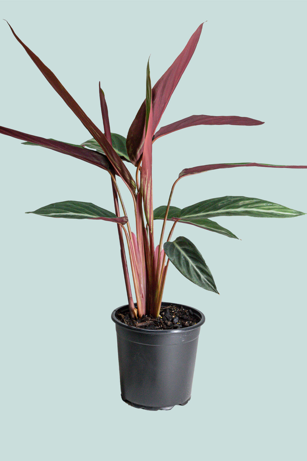 Stripestar Stromanthe sanguinea - 2.5L / 17cm / Medium - Indoor Plant