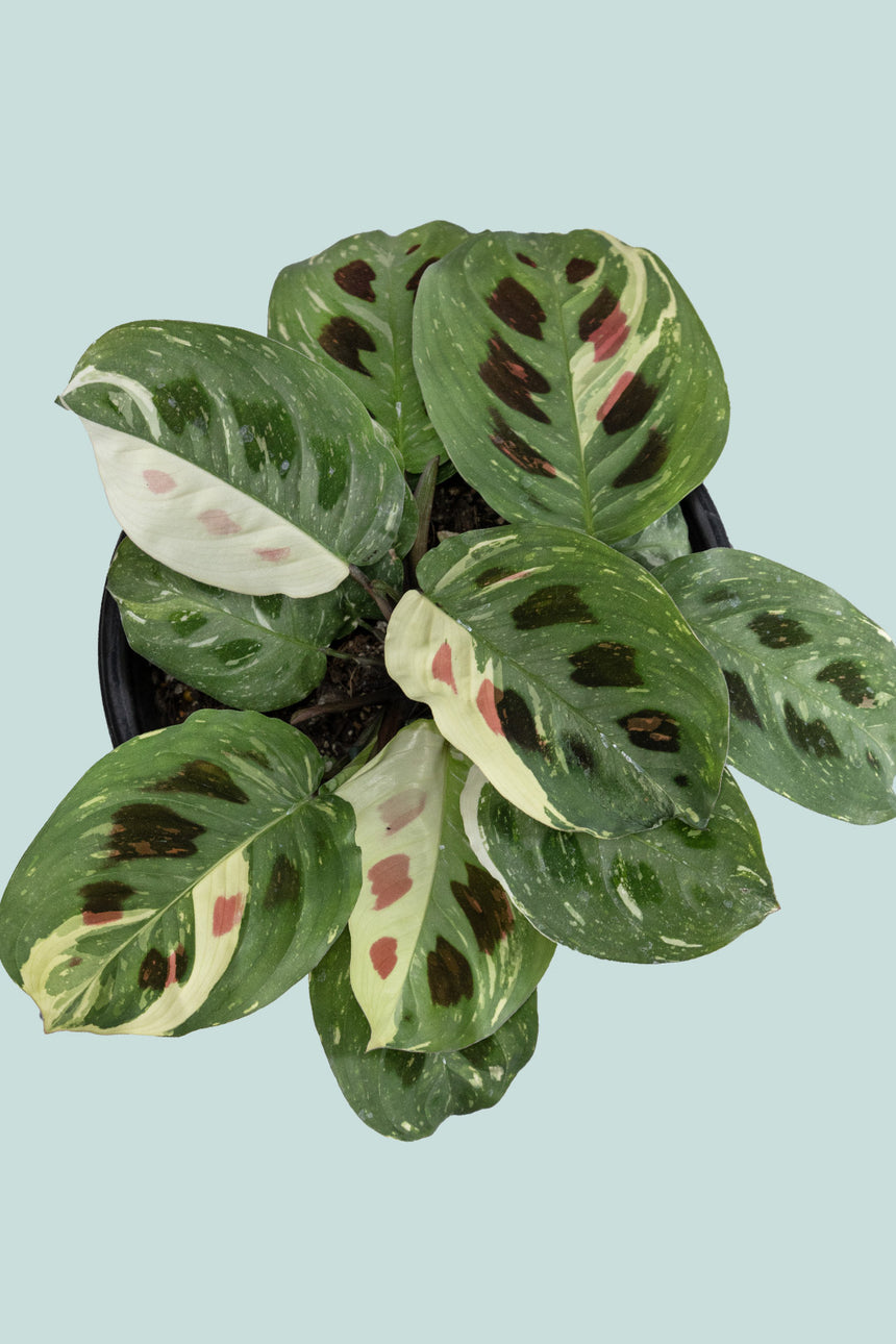 Variegated Prayer Plant - Maranta leuconeura - 1L / 14cm / Small