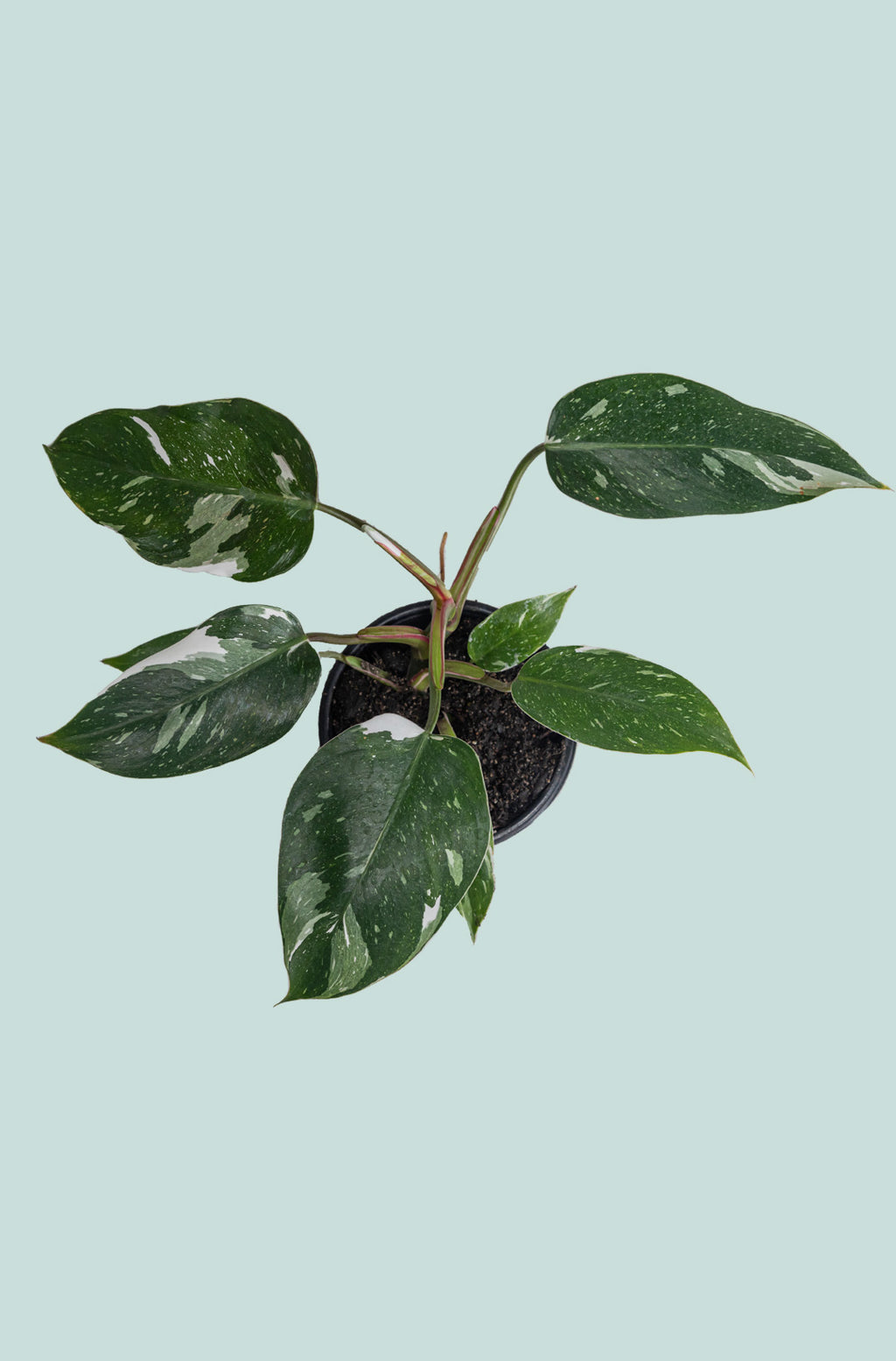philodendron white princess nz Philodendron Pink Princess - Indoor Plant