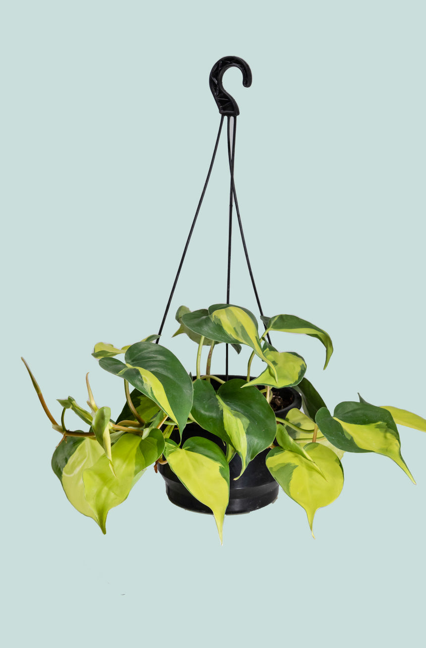 Brazil - Philodendron hederaceum - 2L / 17cm / Medium