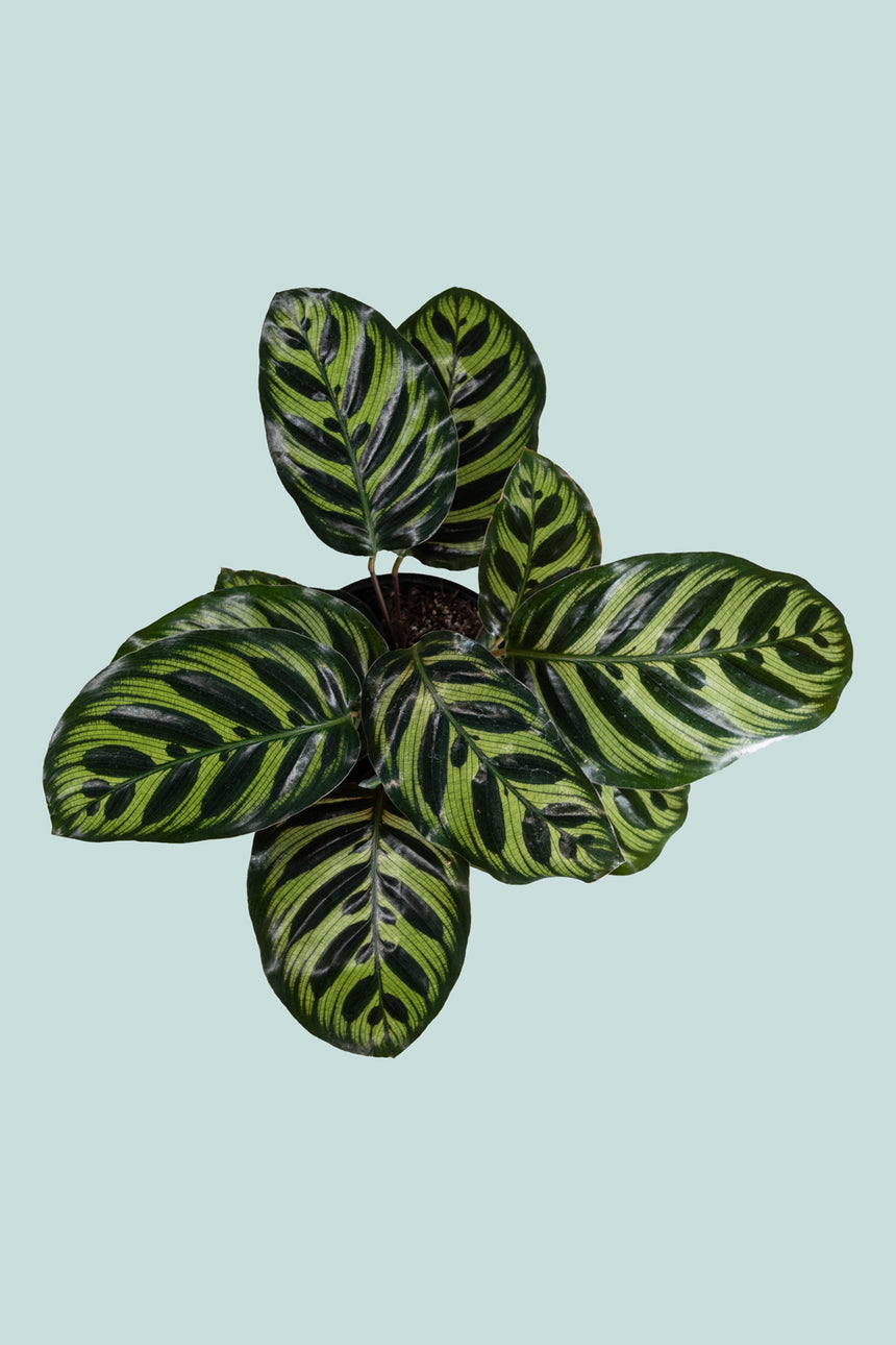 Calathea makoyana  - 1L / 14cm / Small