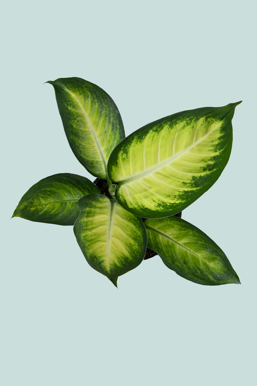 Dieffenbachia Tropic Marianne - 14cm / 1.3L / Small