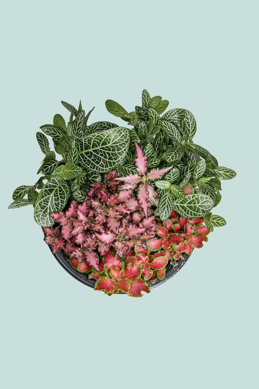 Fittonia - Nerve Plant - 1L / 14cm / Small