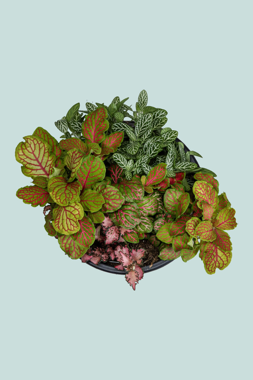 Fittonia - Nerve Plant - 1L / 14cm / Small