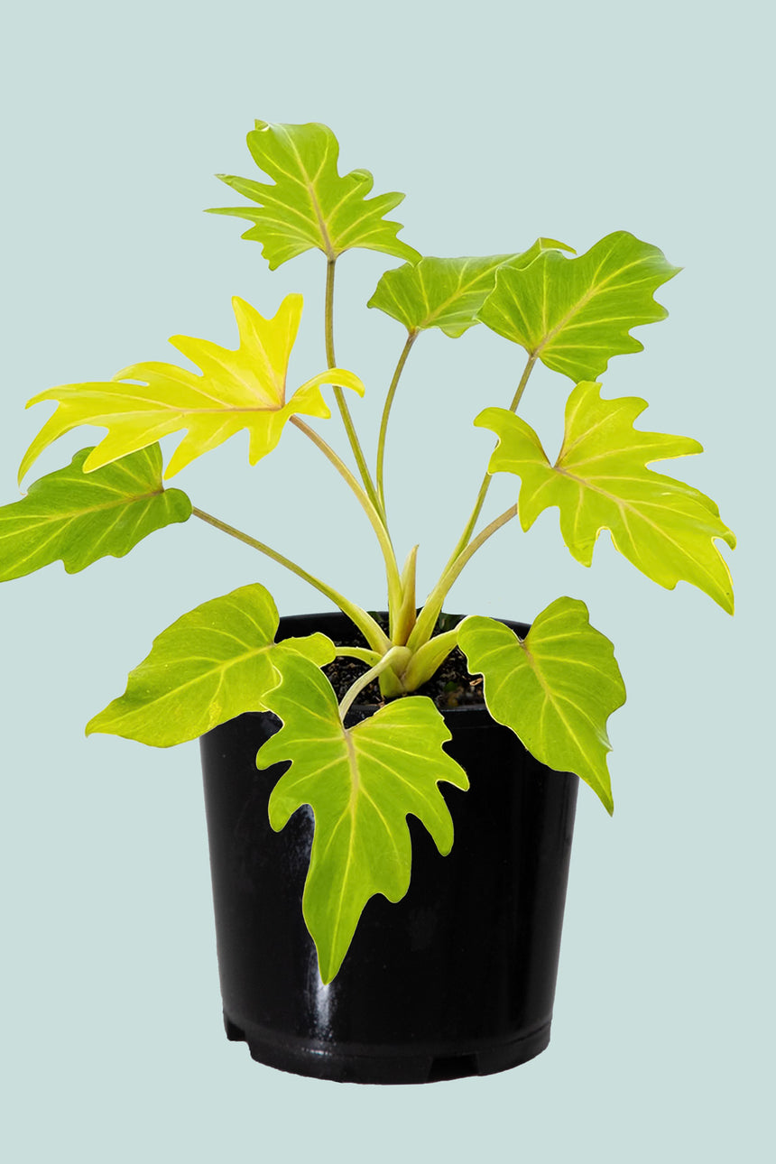 ‘Gold Bullion’ Philodendron xanadu aurea - 2.5L / 17cm / Medium
