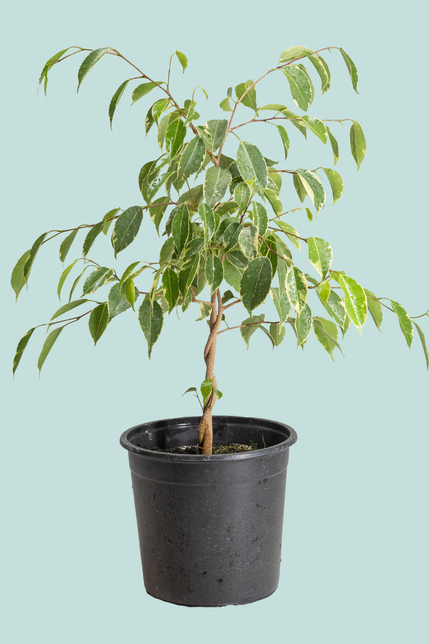 Golden King - Weeping Fig - Ficus benjamina - 2.5L / 17cm / Medium