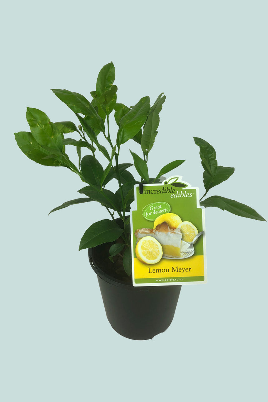 Citrus Meyer Lemon 3L / 17cm / Medium