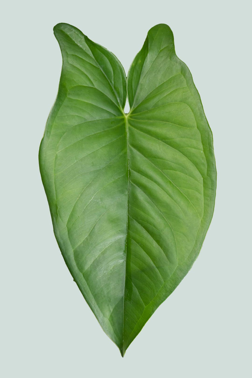 Giant Syngonium - Syngonium macrophyllum - 2.5L / 17cm / Medium