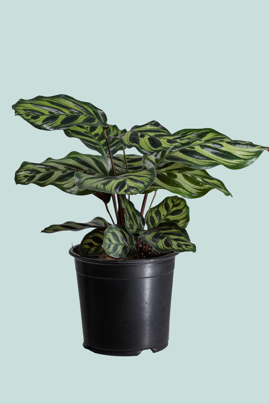 Calathea makoyana  - 1L / 14cm / Small