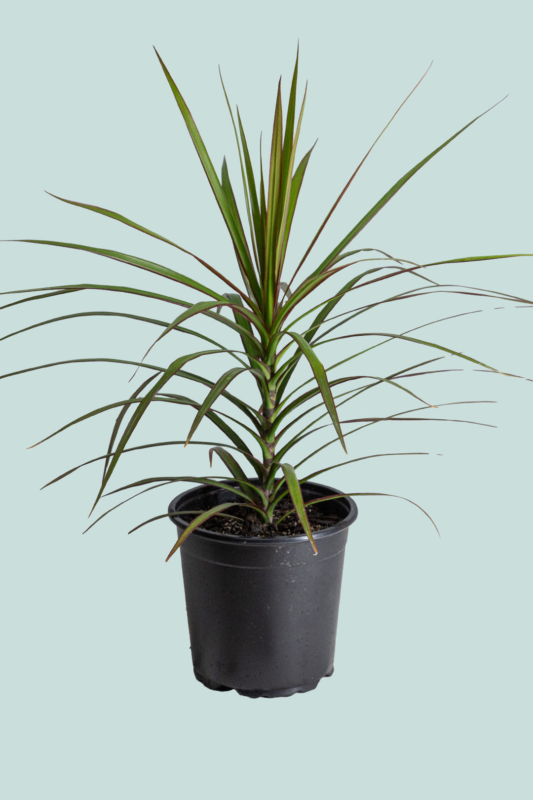 Dragon Tree - Dracaena marginata - 2L / 17cm / Medium