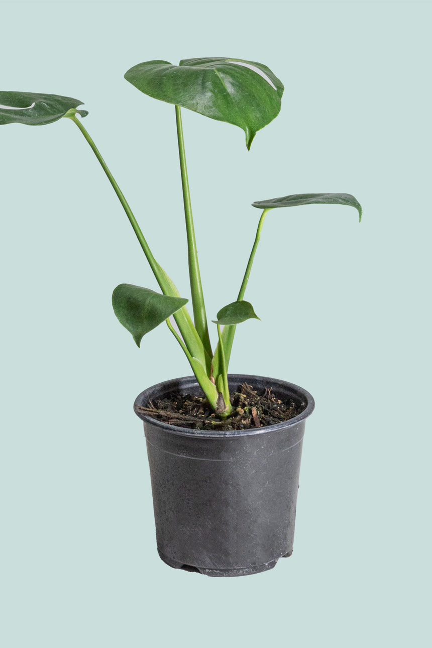 Monstera deliciosa - Fruit Salad Plant  - 1L / 14cm / Small