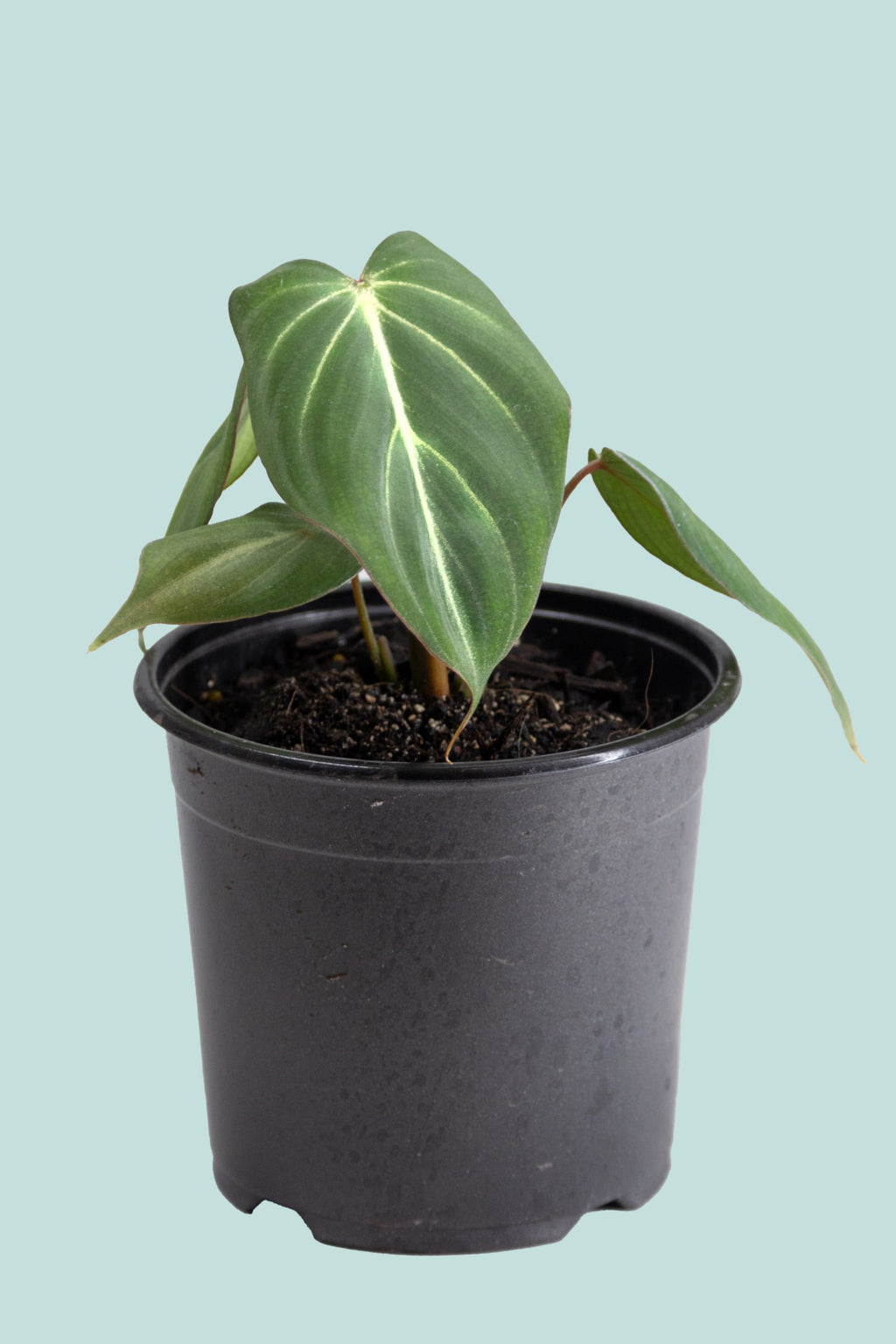 juvenile philodendron gloriosum Philodendron gloriosum 'White Vein'