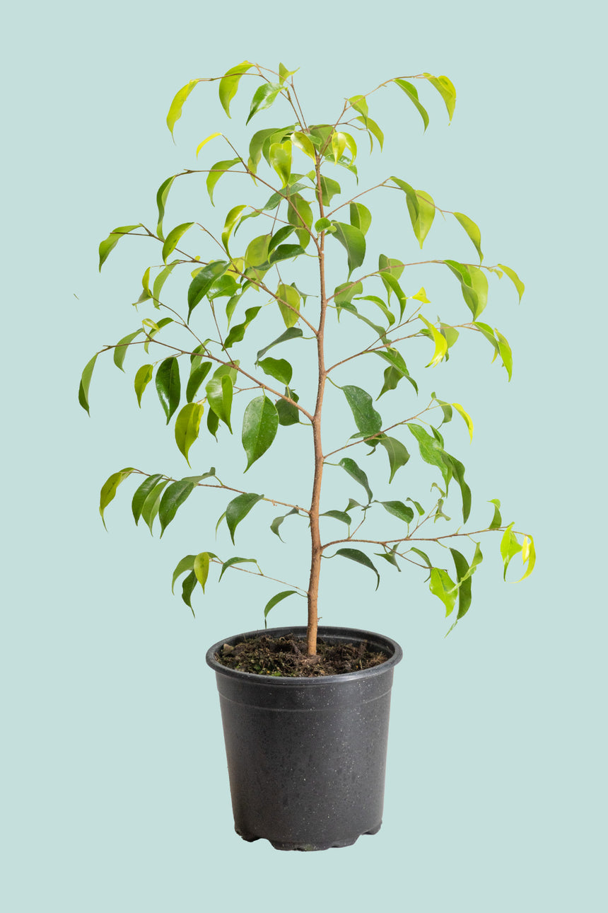 Reginald - Weeping Fig - Ficus benjamina - 2.5L / 17cm / Medium