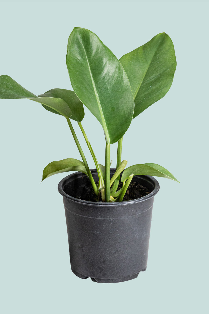 Paddle Leaf Philo - Philodendron renauxii - 1.3L / 14cm / Small