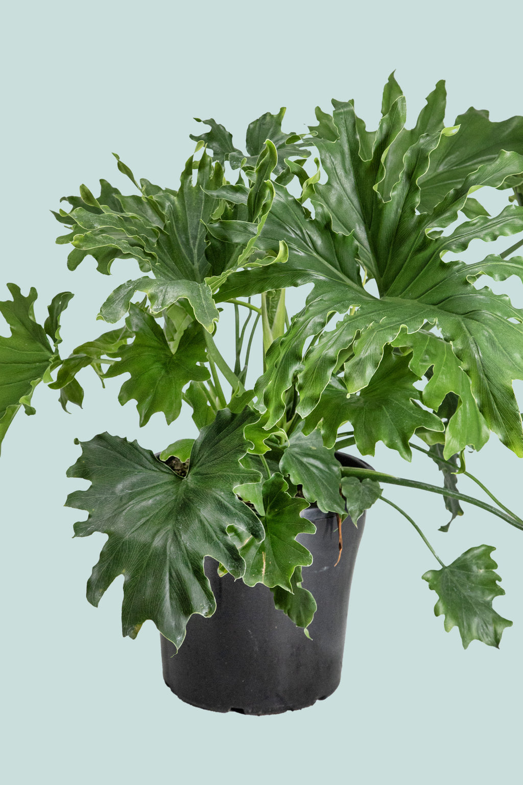 hope philodendron nz Indoor Philodendron selloum - Split leaf