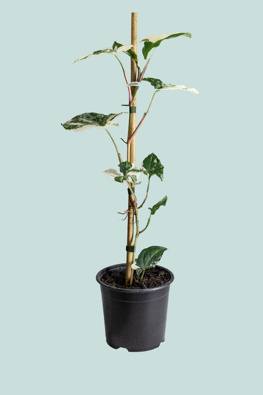 Syngonium podophyllum albo variegatum - 1L / 14cm / Small