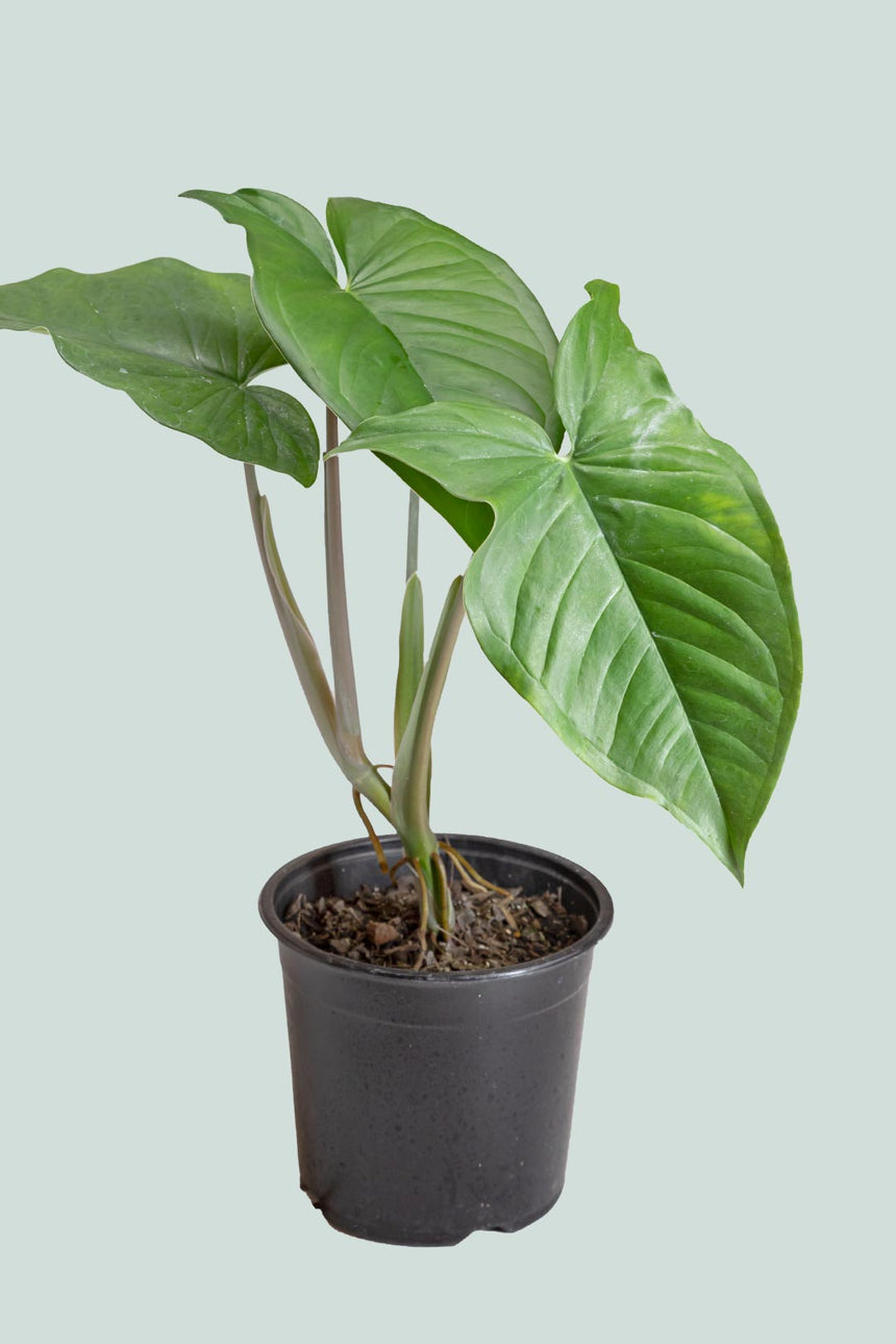 Giant Syngonium - Syngonium macrophyllum - 2.5L / 17cm / Medium