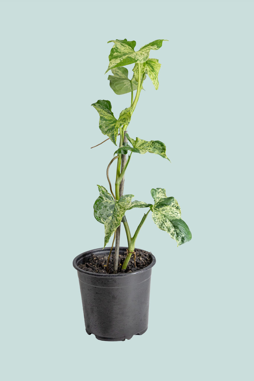 Syngonium podophyllum 'Mojito' - 1L / 14cm / Small