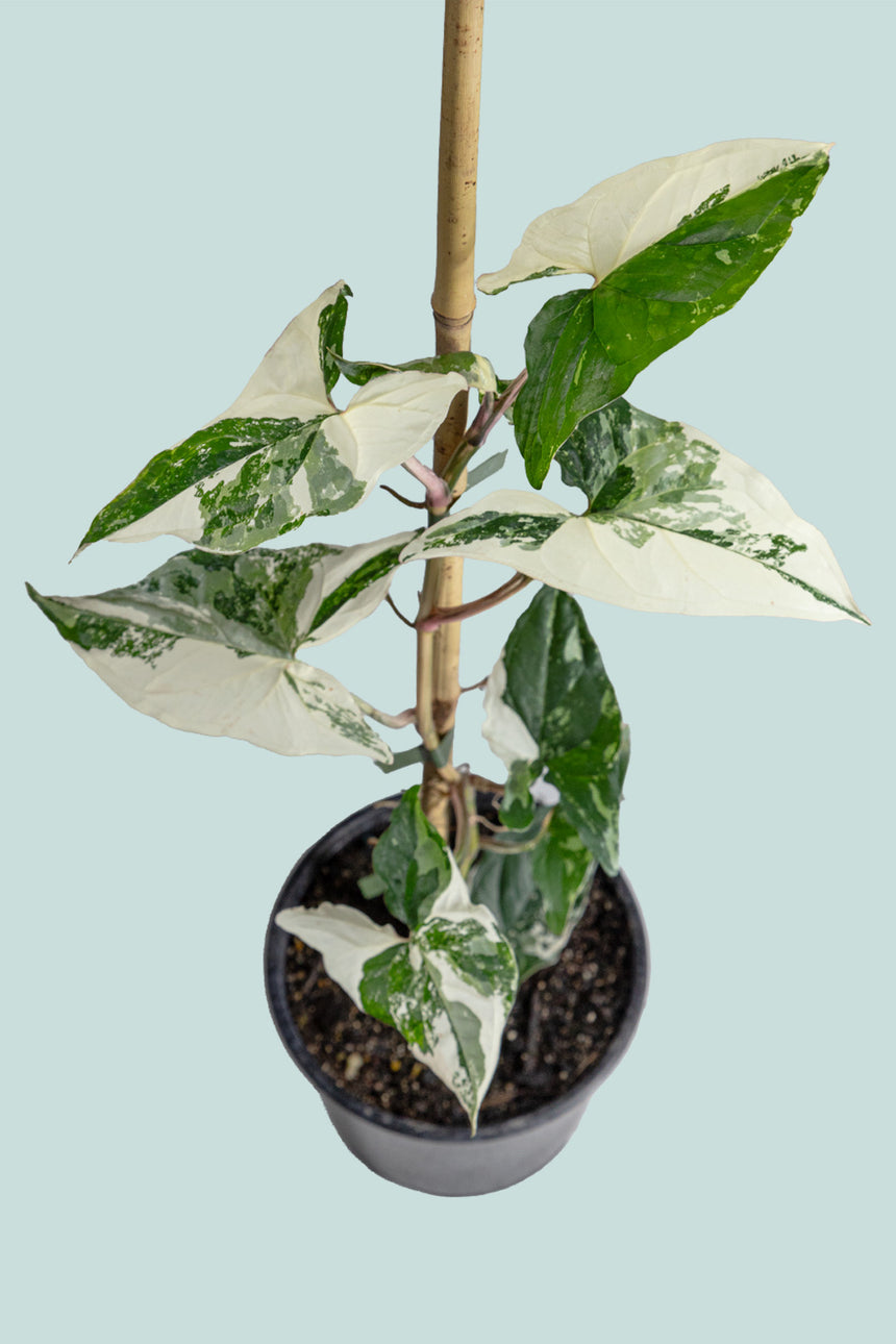 Syngonium podophyllum albo variegatum - 1L / 14cm / Small