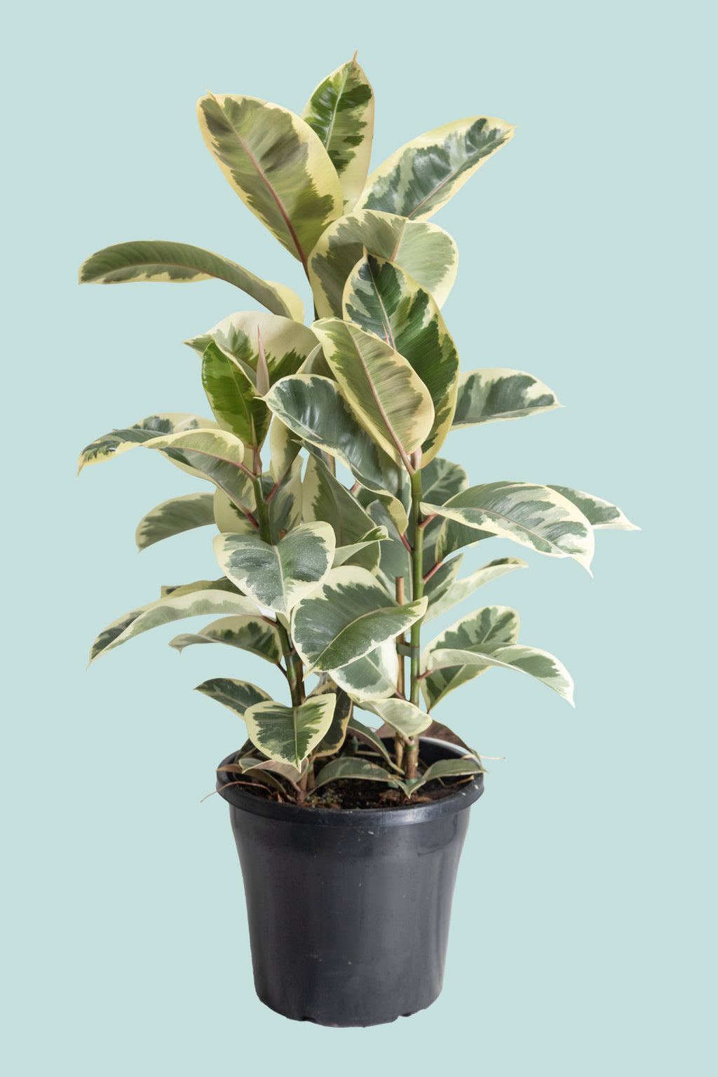 フィカス・ティネケ （Ficus elastica ‘Tineke’） フィカス・ティネケ | 育て方・特徴・豆知識