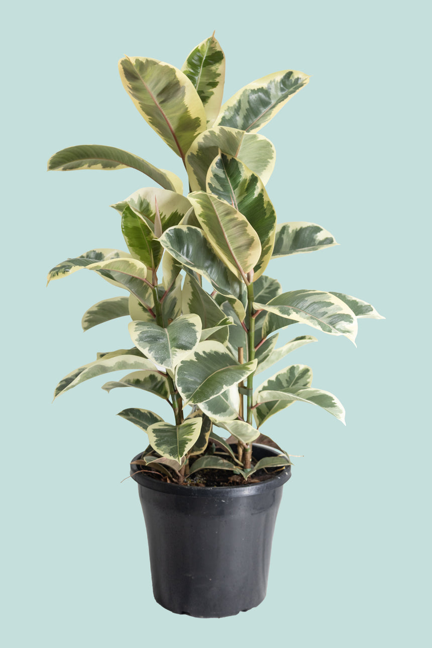 'Tineke' Ficus elastica Multi-Planted - 10L / 25cm / Large