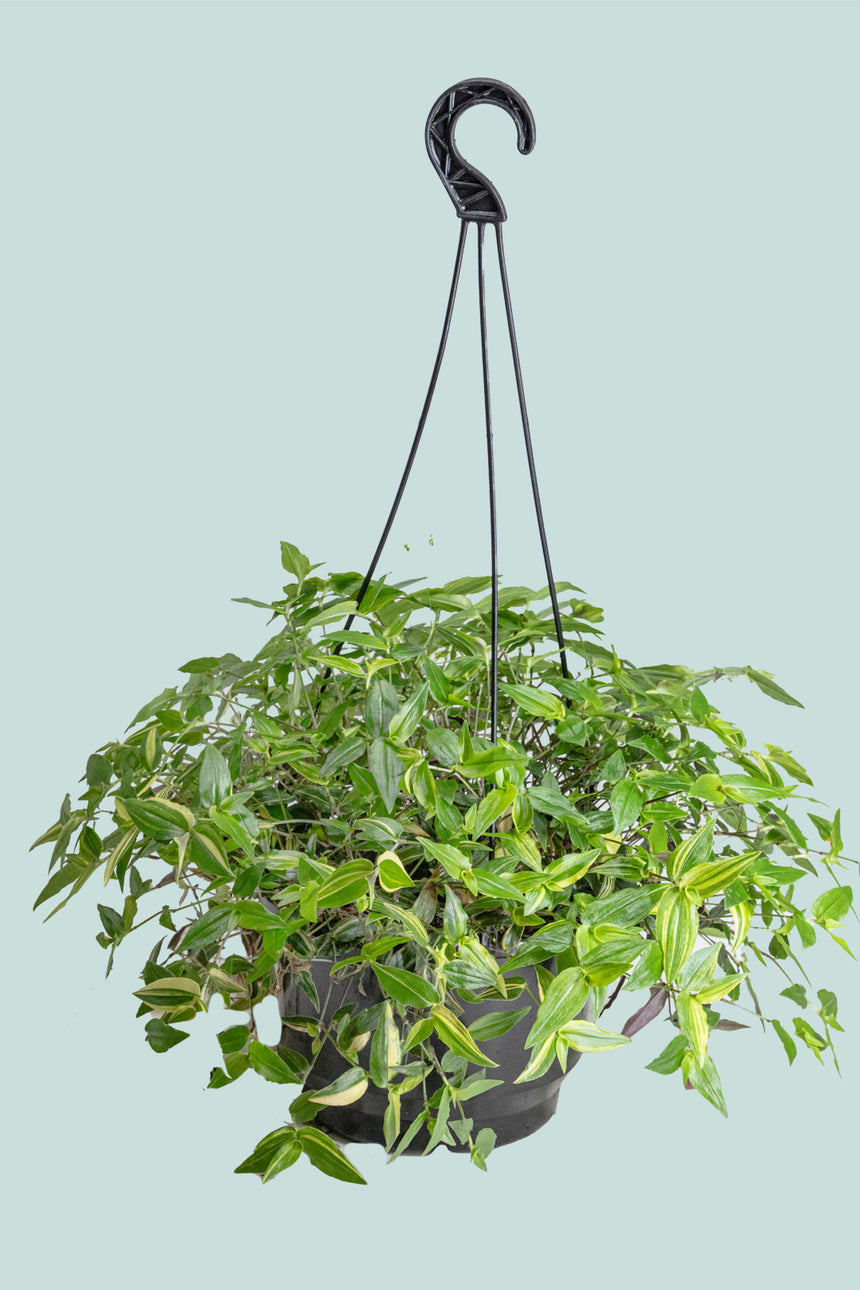 Variegated Bridal Veil - Tradescantia multiflora - 2.5L / 17cm / Medium